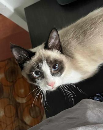 Кошечку в добрые руки