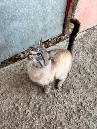 Домик коту!