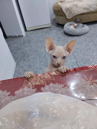 Продажа котят