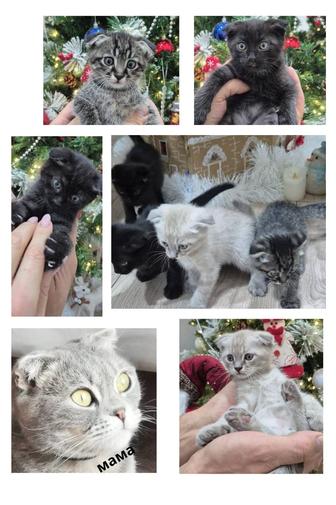 Отдам котят