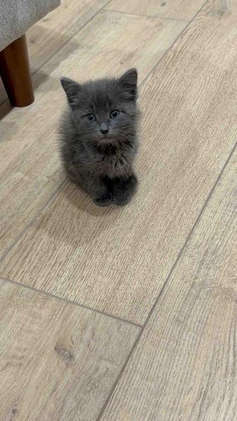 Короткошерстный чистокровный британец