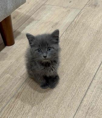 Короткошерстный чистокровный британец
