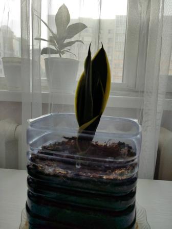 Сансевиерия цветок