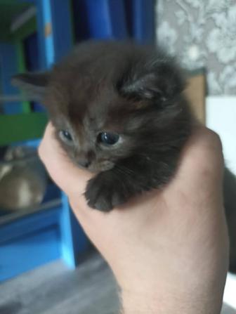 Шотландские породистые котята
