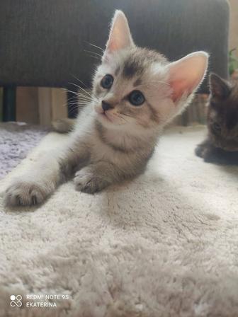 Шотландские породистые котята