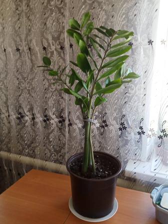 Замиокулькасы