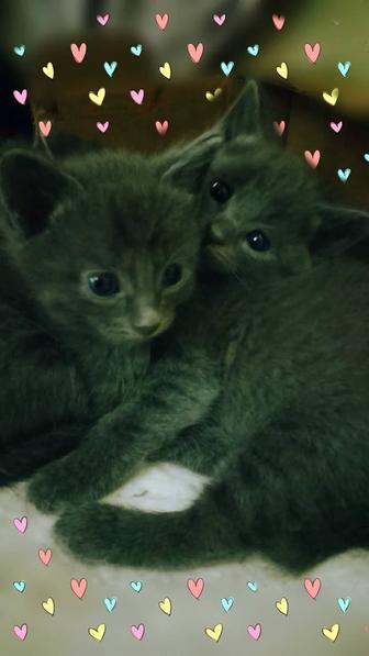 Отдам замечательную кошечку и /или котят в связи с переездом