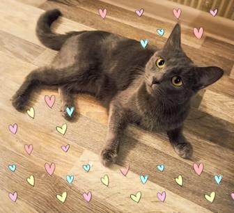 Отдам замечательную кошечку в связи с переездом