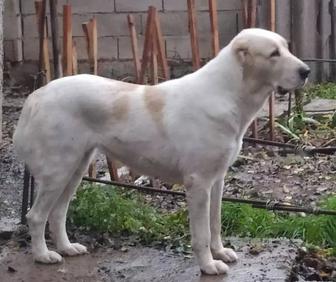 Собака породы среднеазиатская овчарка