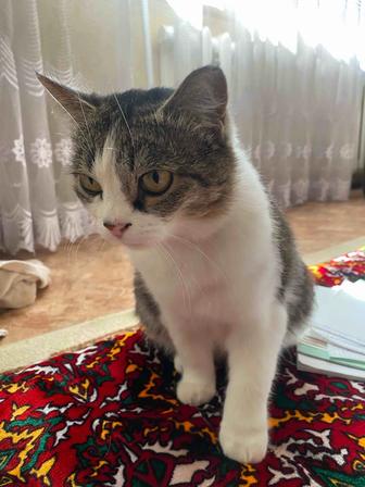 Отдам кошку в добрые руки