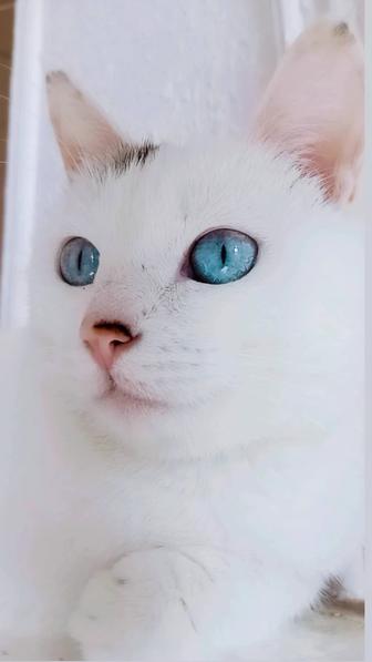Снежана шикарная красавица