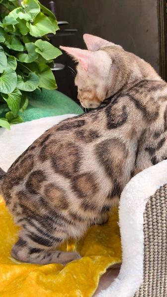 Со скидками! Котенок бенгала ( кот )