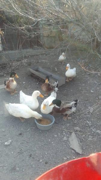 Продам уток