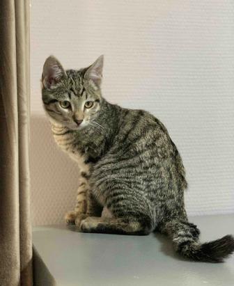 Котенок в любящую семью