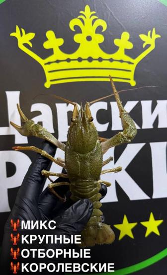 Раки в наличии Раки