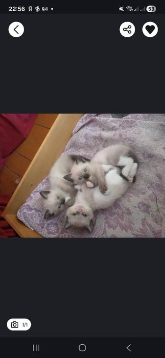 Приму котенка может кто то отдает