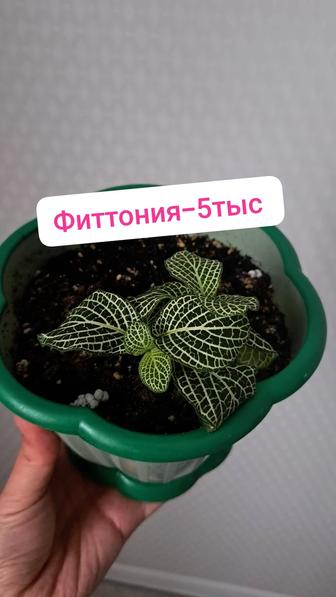 Фиттония комнатный цветок