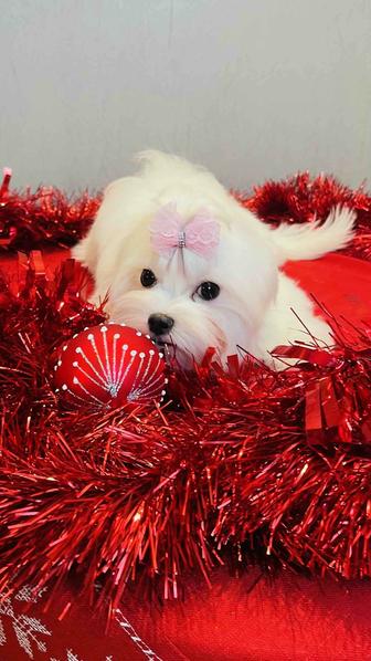 Щенки Мальтезе