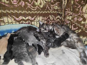 Котята Мейн-куны