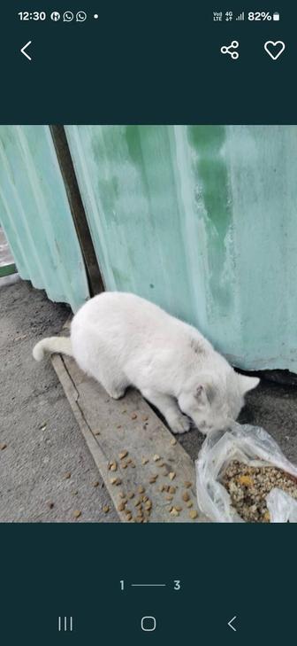 Кто потерял белого голубоглазого кота