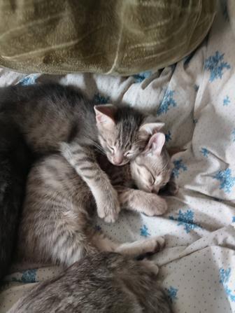 Отдам котят в добрые руки