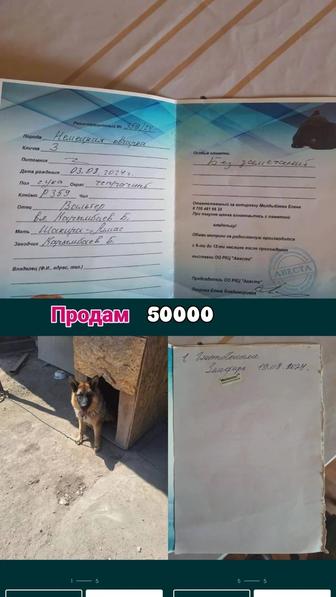 Продам овчарку