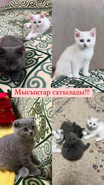 Котят Британский шотландский