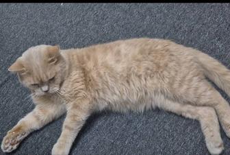 Кот ищет дом