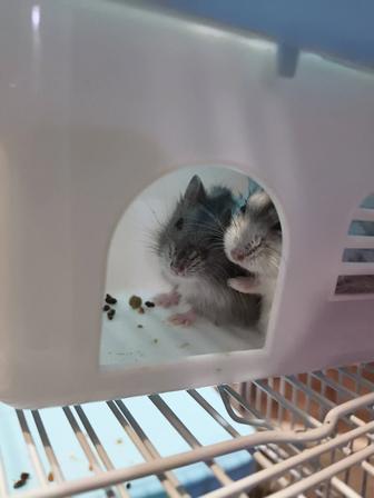 Отдам хомячков