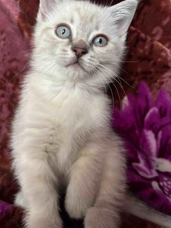 Продам котят в добрые руки