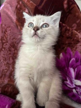 Продам котят в добрые руки