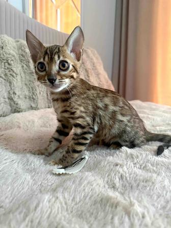 Бенгальский котенок