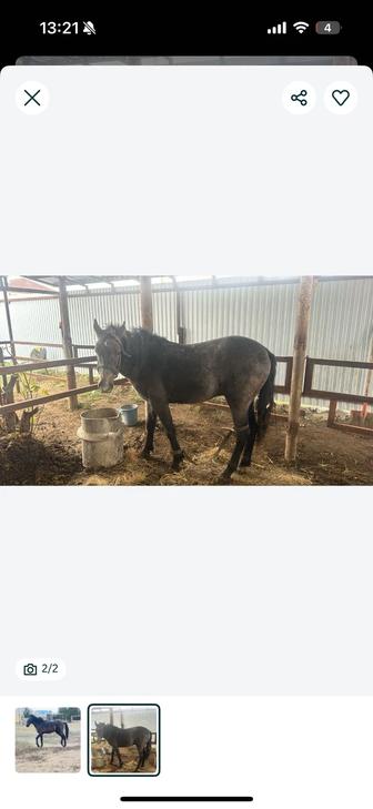 Жеребец лошадь