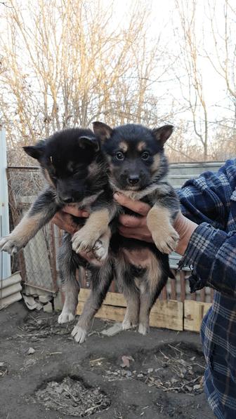 Отдам щенков в хорошие руки