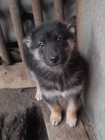 Отдам щенков в хорошие руки