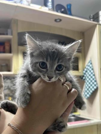 Котенок