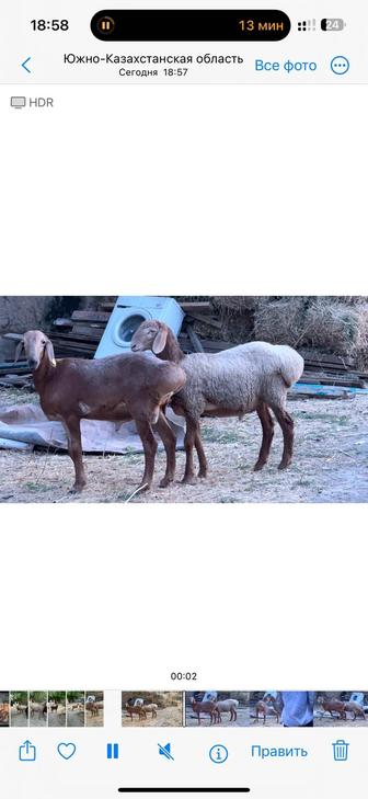 Козы кошкар сатылады арашан