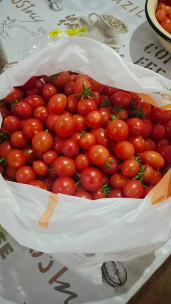 Продам помидоры черри