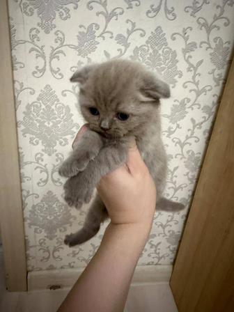 Шотландский Кошка