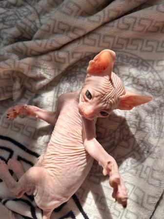 Продам котят Донского сфинкса