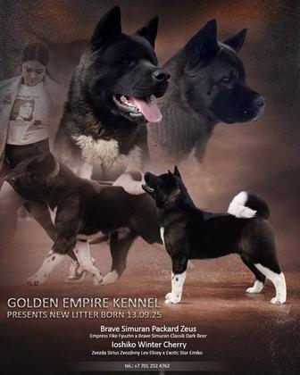 Щенки американской акиты