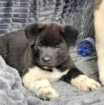 Щенки американской акиты