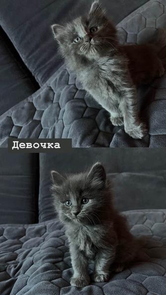Дарю Котят