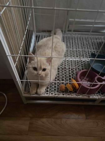 Продам кошку шотландский