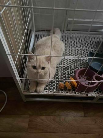 Продам кошку шотландский
