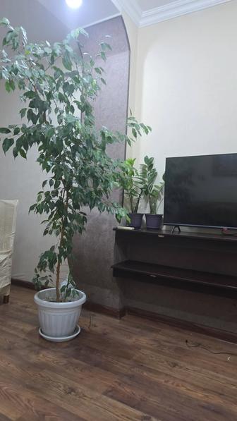 Бенджамин цветок