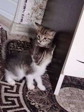 котят в хорошие руки