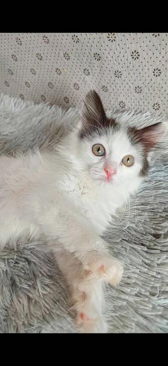 Котенок мальчик 2 мес в хорошие руки
