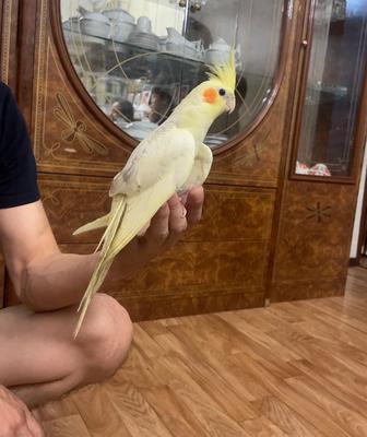 Попугай