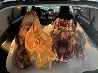 Согым сатам, жабагы 120-130 кг, конина